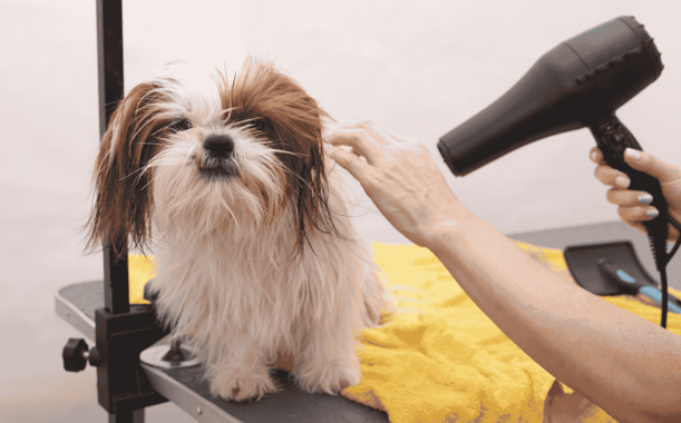 A Small Fluffy Dog Getting Its Fur Dried After Being Groomed