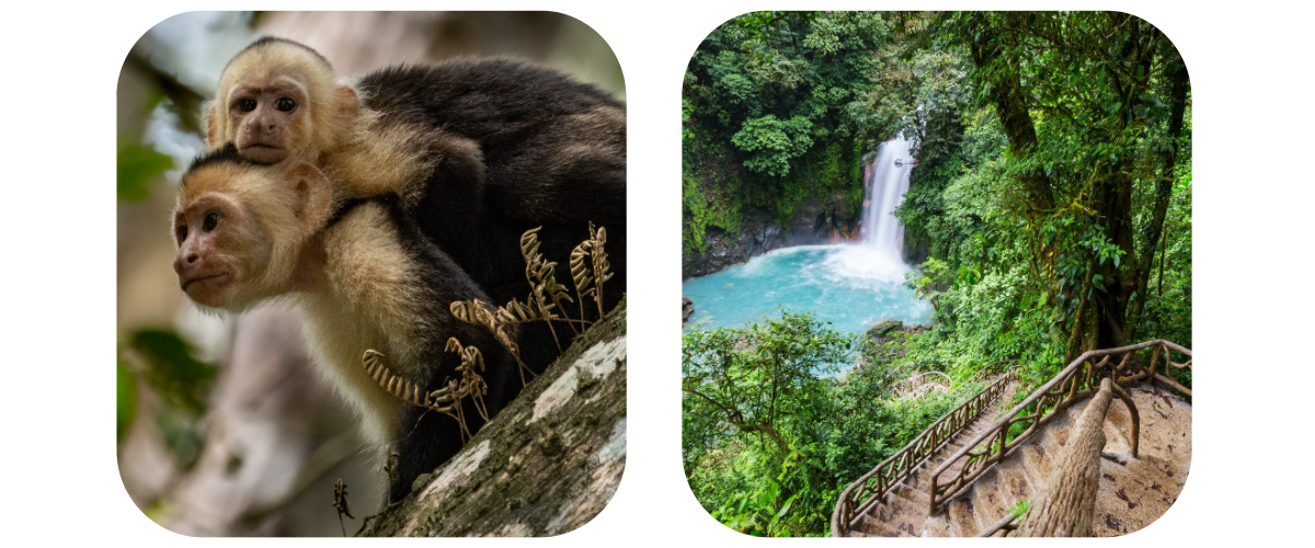 Left: Monkeys in Costa Rica, Right: Manuel Antonio National Park